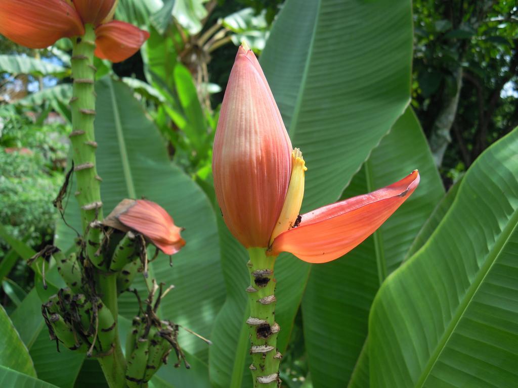 Hotel Cabanas Safari Palenque Zewnętrze zdjęcie